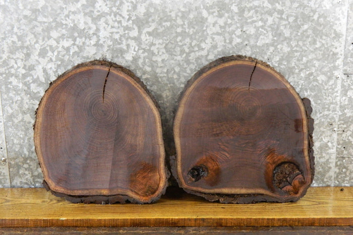 2- Black Walnut Live Edge Rustic Round Cut Centerpiece Wood Slabs 12006-12007