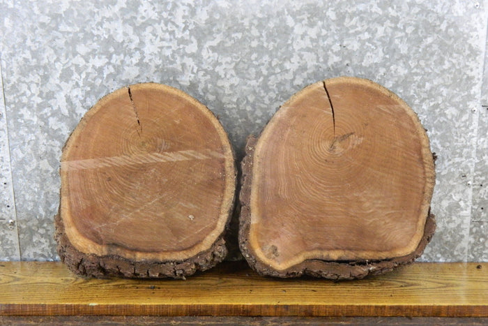 2- Black Walnut Live Edge Rustic Round Cut Centerpiece Wood Slabs 12006-12007