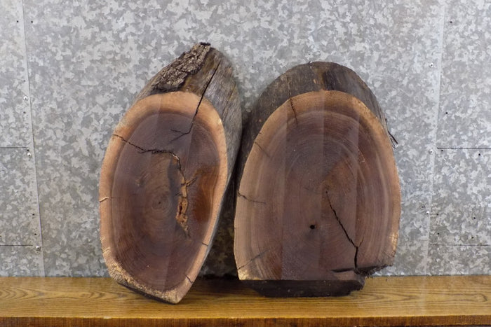 2- Black Walnut Oval Cut Live Edge Taxidermy Bases/Craft Pack 12004-12005
