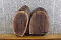 2- Black Walnut Oval Cut Live Edge Taxidermy Bases/Craft Pack 12004-12005