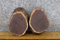 2- Black Walnut Round Cut Live Edge Centerpieces/Craft Pack Slabs 12058-12059