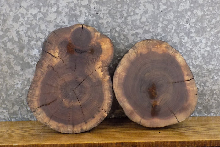 2- Natural Edge Black Walnut Round Cut Taxidermy Base Slabs 12106-12107