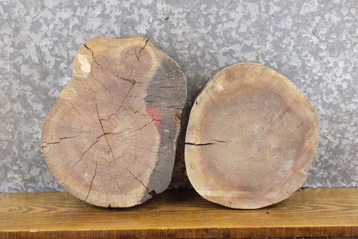 2- Natural Edge Black Walnut Round Cut Taxidermy Base Slabs 12106-12107