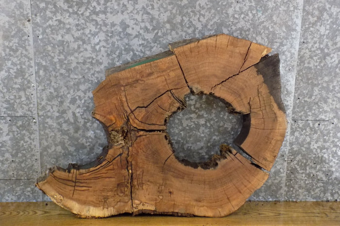2- Oval Cut Live Edge White Oak Epoxy Project CLOSEOUT 6134