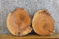 2- Reclaimed Round Cut Live Edge Ash Craft Pack Wood Slabs 8719