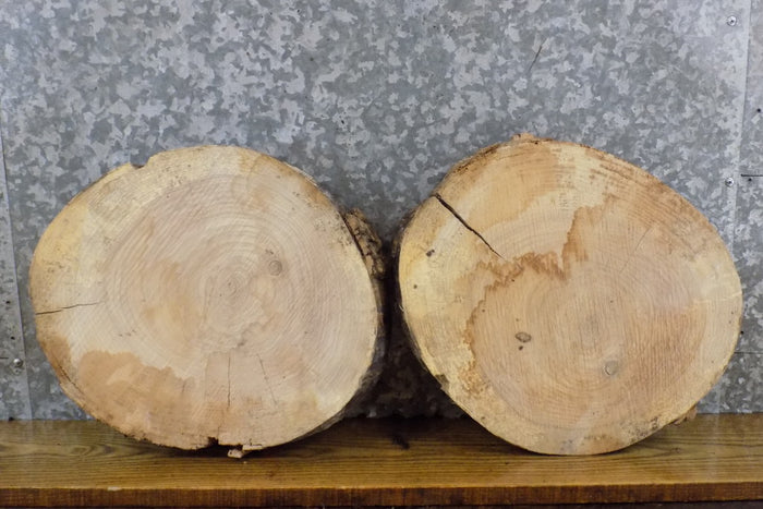 2- Rustic Round Cut Live Edge Ash Craft Pack/Clock Plaque Slabs 12202-12203