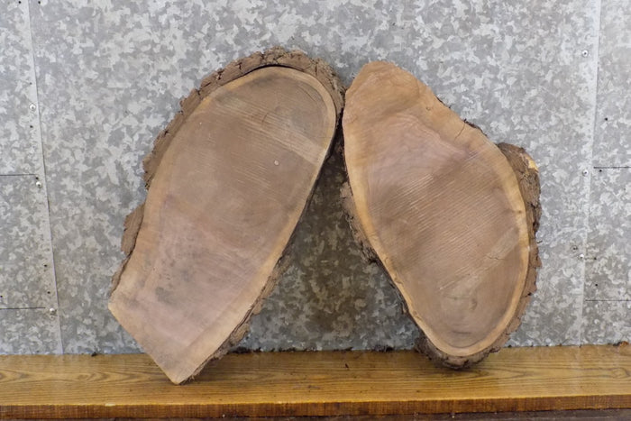 2- Salvaged Oval Cut Live Edge Black Walnut Craft Pack Slabs 12188-12189