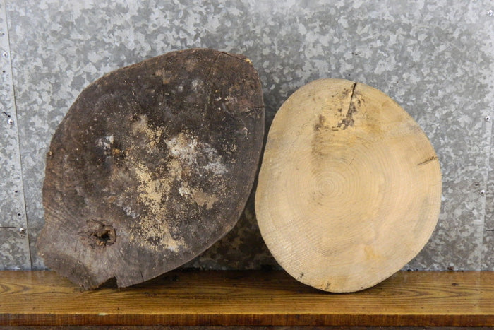 2- Salvaged Round Cut Live Edge Ash Clock Plaque Wood Slabs 6535-6536