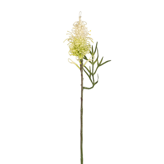 25" Grevillea Protea Stem   FL1071