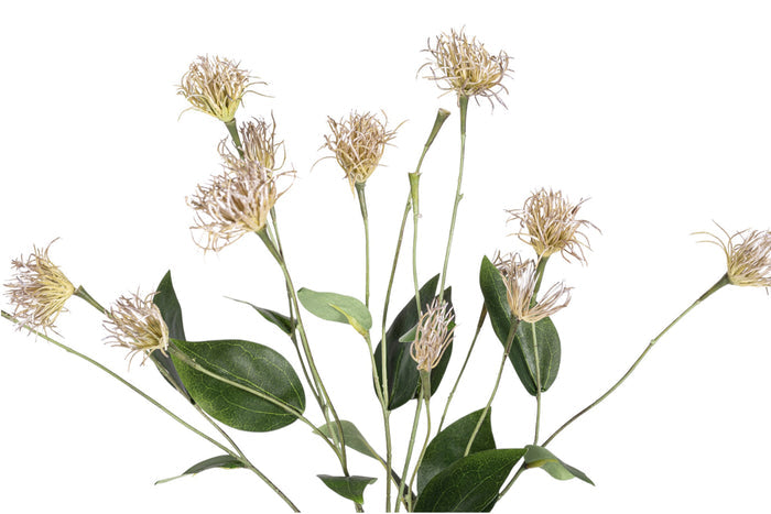 27" Clematis Pod Stem Bundle   ST1204