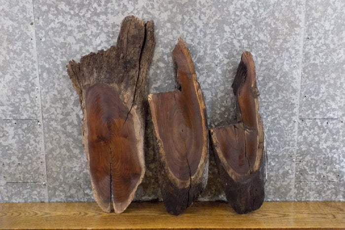 3- Oval Cut Live Edge Black Walnut Taxidermy Bases CLOSEOUT 6218-6220