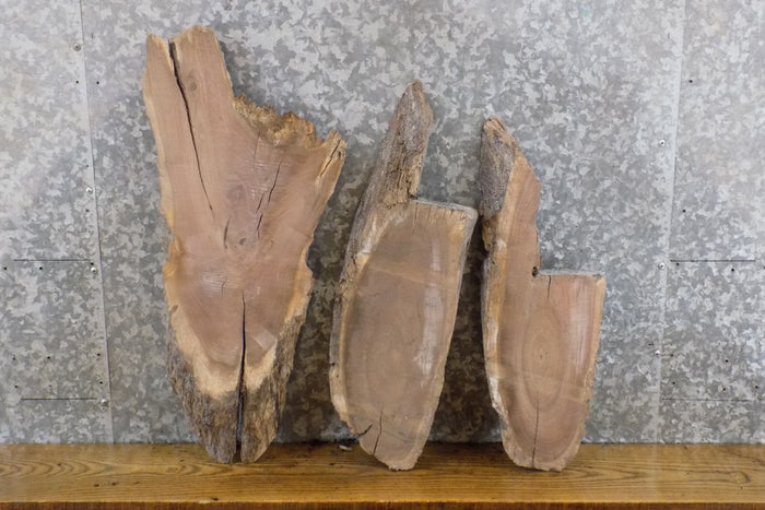 3- Oval Cut Live Edge Black Walnut Taxidermy Bases CLOSEOUT 6218-6220
