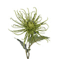 30" Spider Mum Stem - Green   FL1066