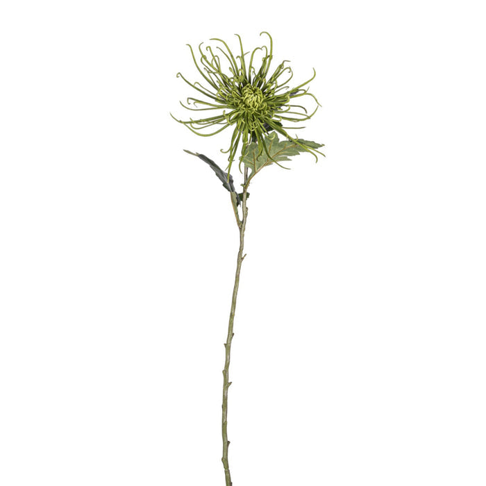 30" Spider Mum Stem - Green   FL1066