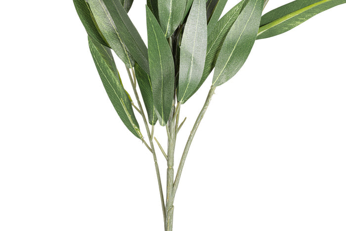 41" Sword Eucalyptus Stem  ST1208