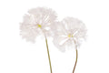 45" Dandelion Stem   FL1068