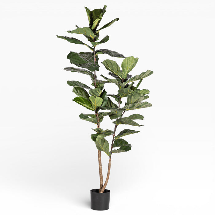 6' Fiddle Leaf Fig Tree   FP1405