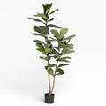 6' Fiddle Leaf Fig Tree   FP1405