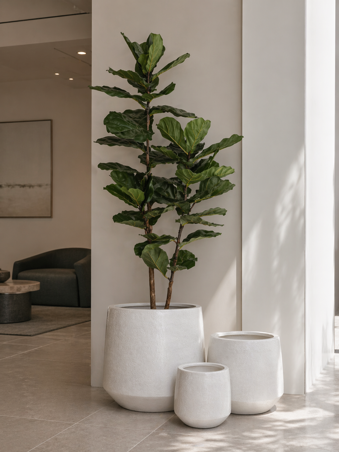 6' Fiddle Leaf Fig Tree   FP1405