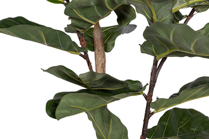 6' Fiddle Leaf Fig Tree   FP1405