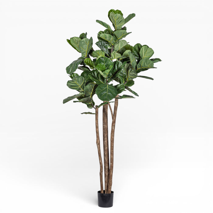 7' Fiddle Leaf Fig Tree   FP1402