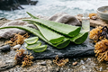 Aloe & Sea Moss