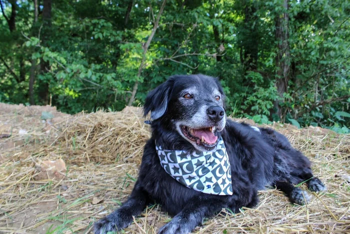 Dog Bandana Co. Skeleton Reversible Dog Bandana