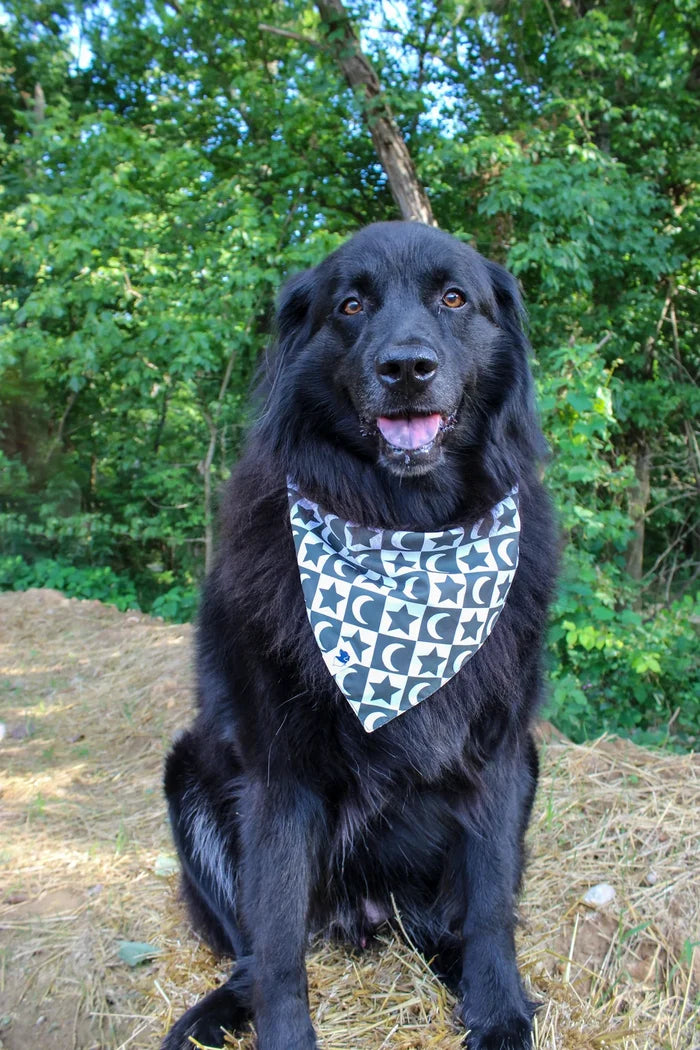 Dog Bandana Co. Skeleton Reversible Dog Bandana