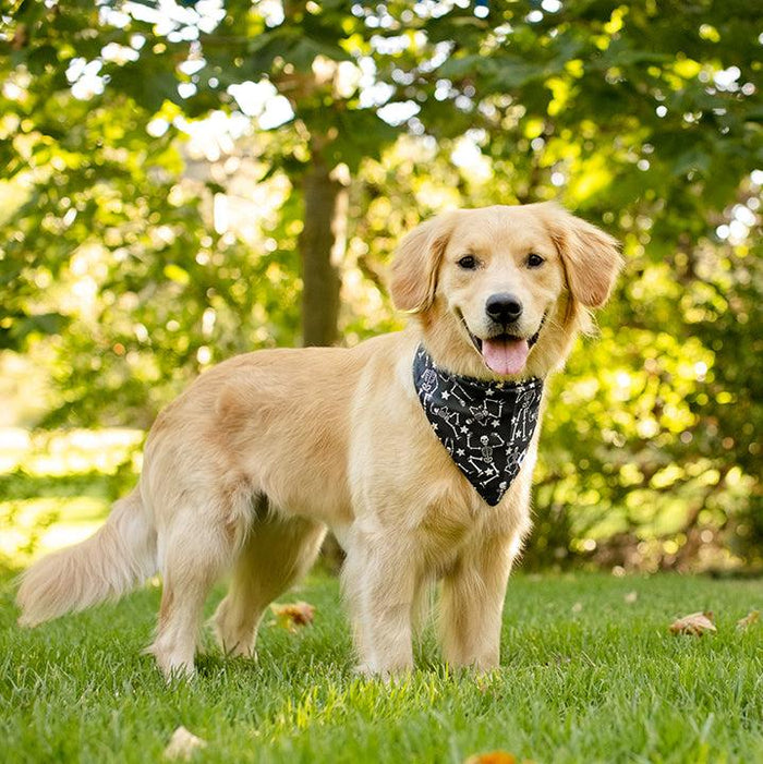Dog Bandana Co. Skeleton Reversible Dog Bandana