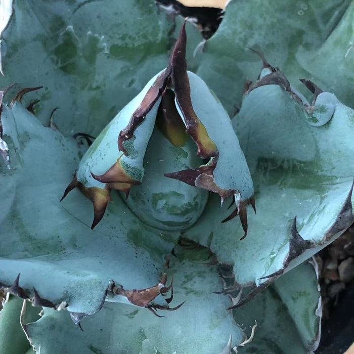 Haworthia Agave Titanota Blue Whale
