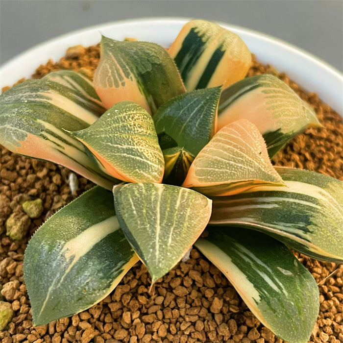 Haworthia Correcta Rainbow Variegated Plant from offsets