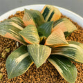 Haworthia Correcta Rainbow Variegated Plant from offsets