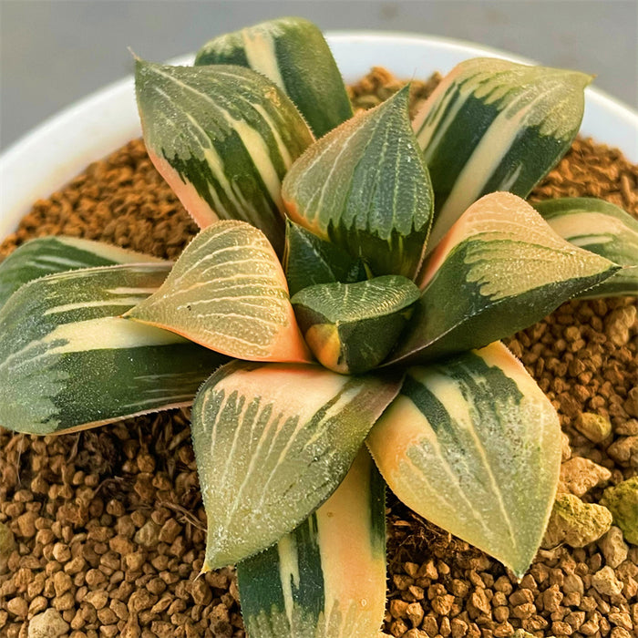 Haworthia Correcta Rainbow Variegated Plant from offsets