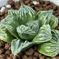 Haworthia cv Splendid