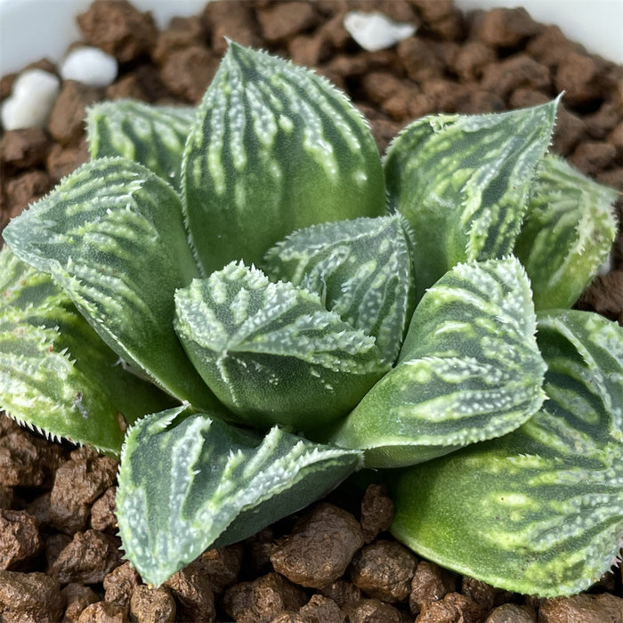 Haworthia cv Splendid
