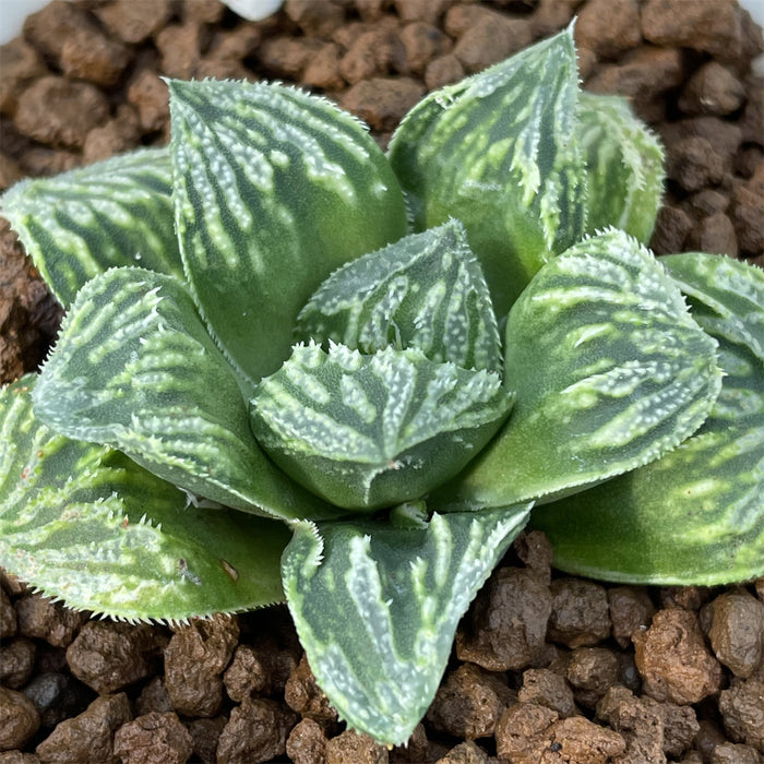 Haworthia cv Splendid