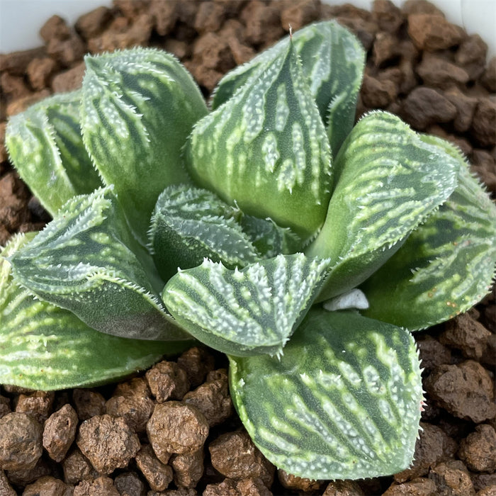 Haworthia cv Splendid