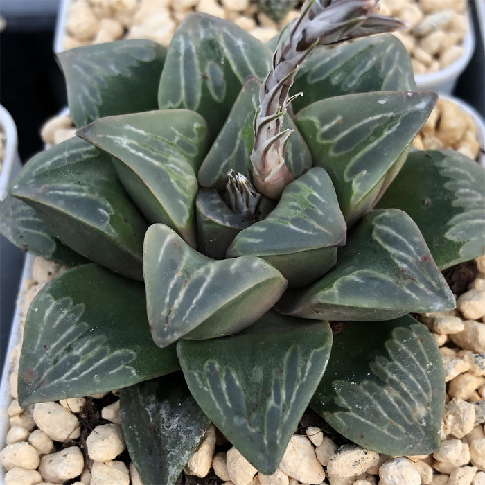 Haworthia 'Green Glass' Other