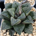 Haworthia 'Green Glass' Other