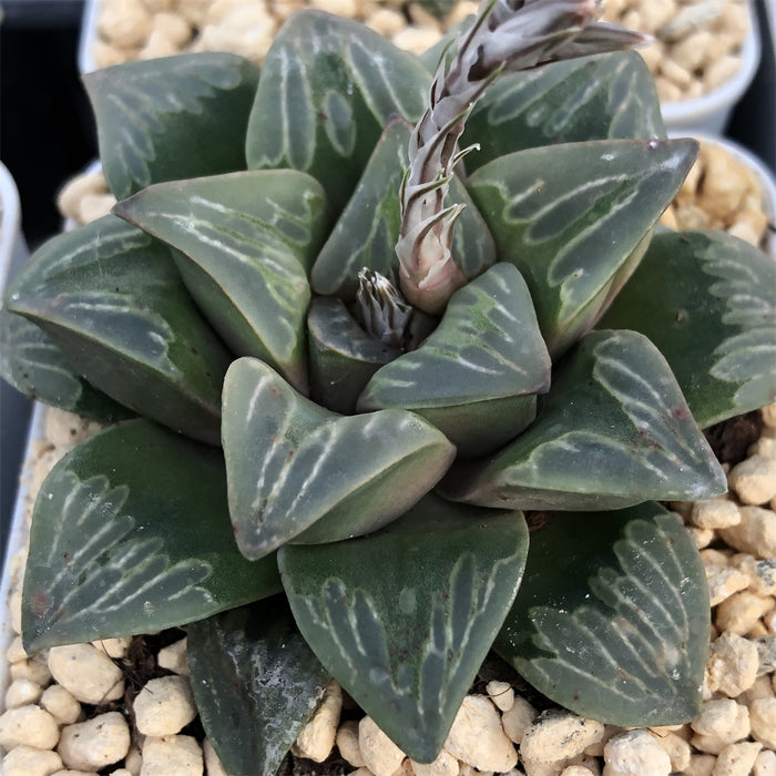Haworthia 'Green Glass' Other