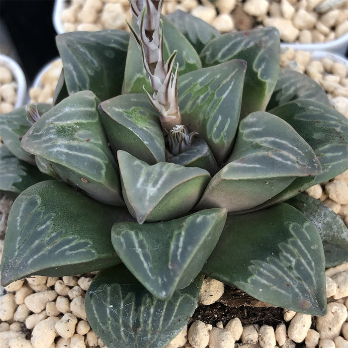 Haworthia 'Green Glass' Other