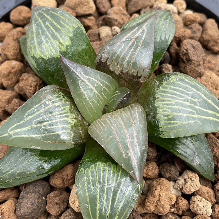Haworthia Hybrid - N