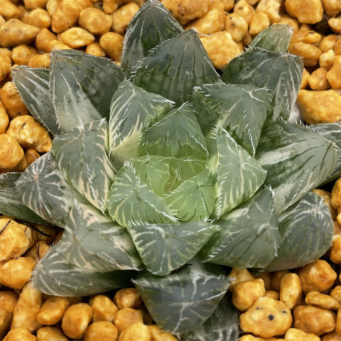 Haworthia Ice Soul variegated big size