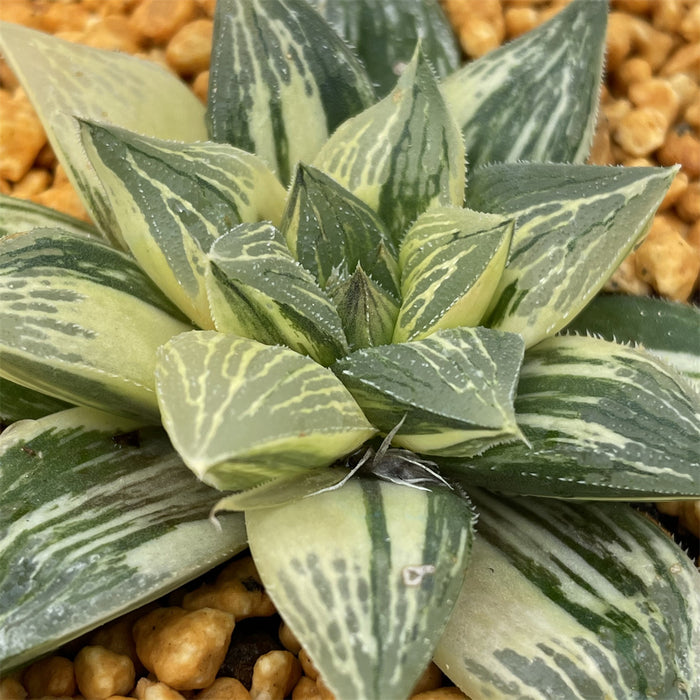 Haworthia Indulged Butterfly variegated plant from seeds