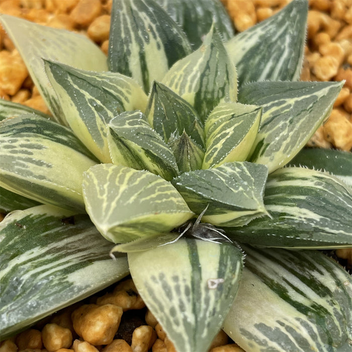 Haworthia Indulged Butterfly variegated plant from seeds