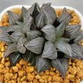 Haworthia Magnifica v. Atrofusca multihead - N