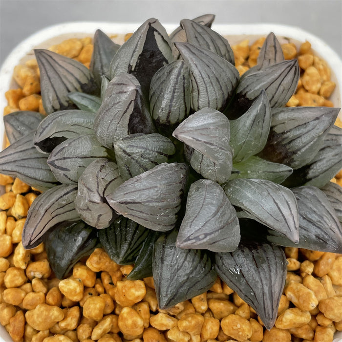 Haworthia Magnifica v. Atrofusca multihead - N