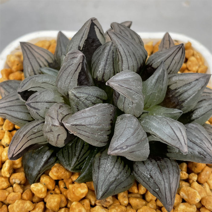 Haworthia Magnifica v. Atrofusca multihead - N