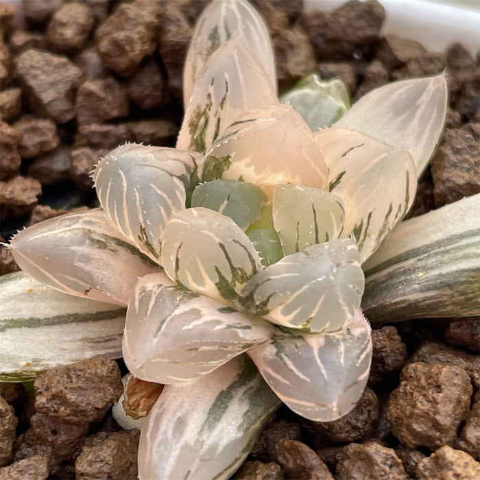 Haworthia Murasaki Ob variegated