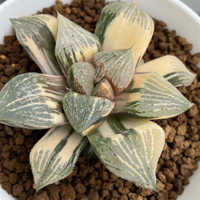 Haworthia Picta variegated